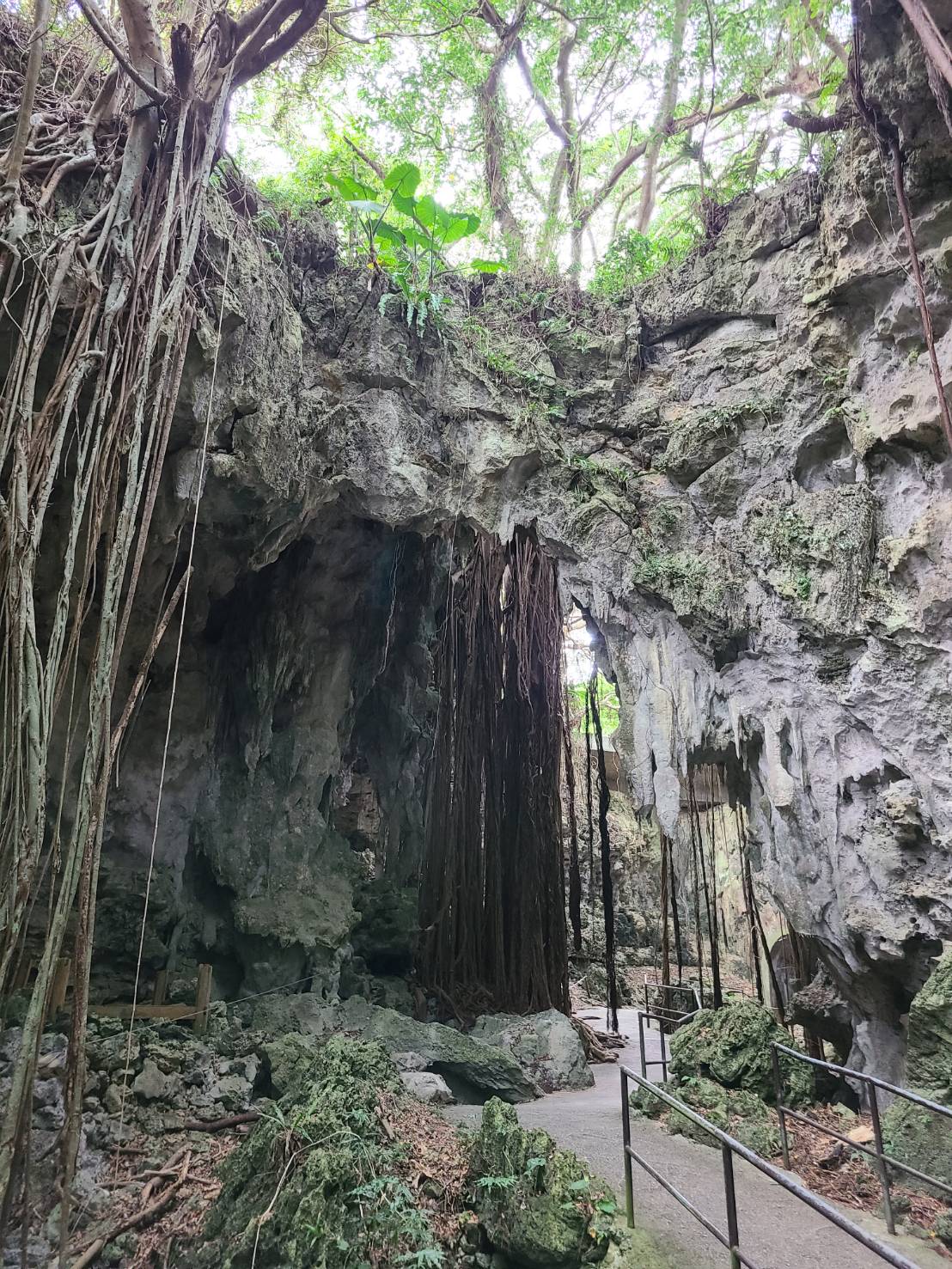 Limestone cliffs and hanging banyan roots of Gangala Valley, a subtropical karst valley formed by the collapse of a Ryukyu Limestone cave roof