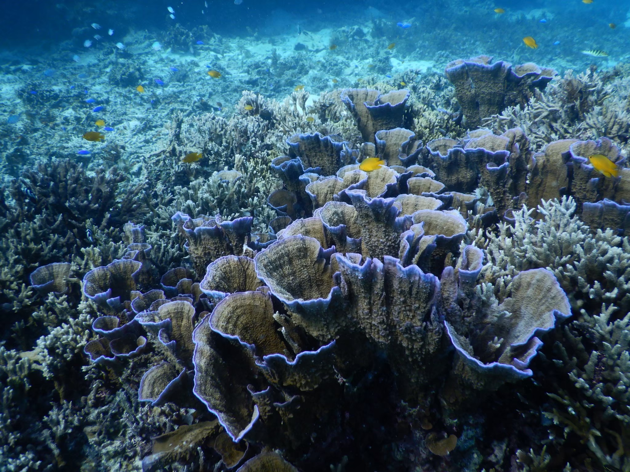 Okinawan coral reef teeming with fish — an ecosystem intimately connected to groundwater