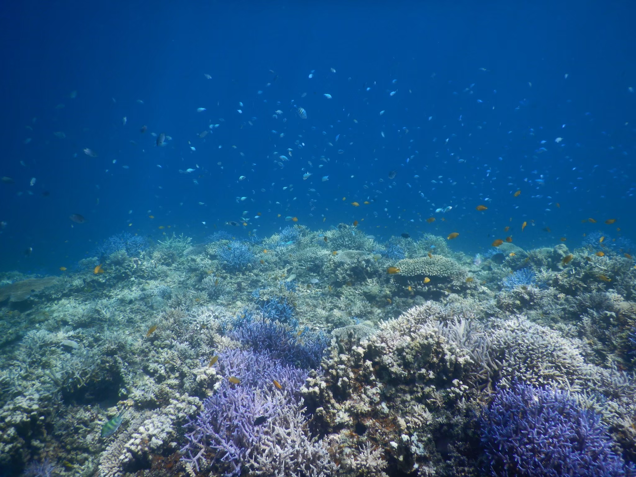 Okinawan coral reef with schools of fish — a shallow reef community at a Ryukyu field site